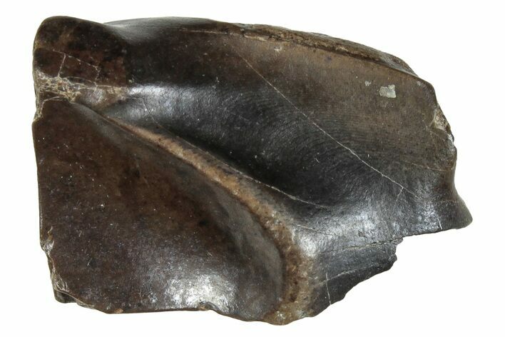 Fossil Dinosaur (Triceratops) Shed Tooth - Montana #288105